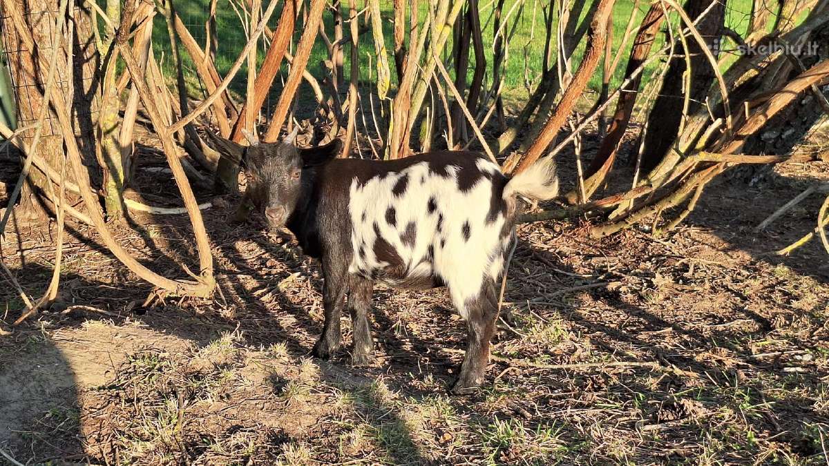 Mini olandų ožkyčių šeimyna - nuotraukos Nr. 6