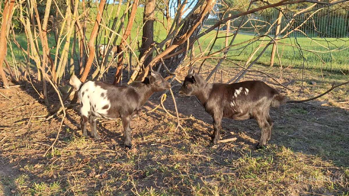 Mini olandų ožkyčių šeimyna - nuotraukos Nr. 11