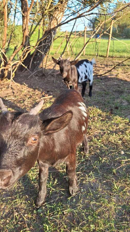 Mini olandų ožkyčių šeimyna - nuotraukos Nr. 12