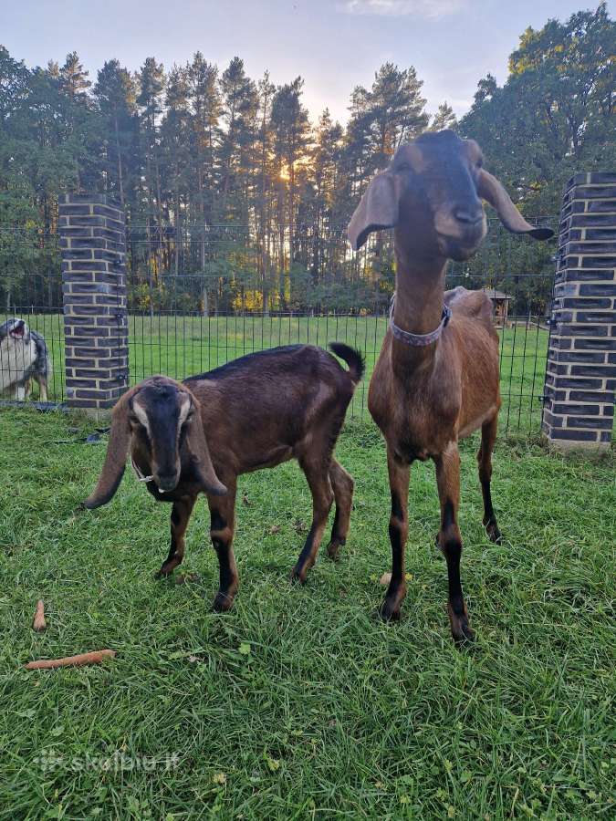 Parduodama Anglų Nubija su vaiku - nuotraukos Nr. 5