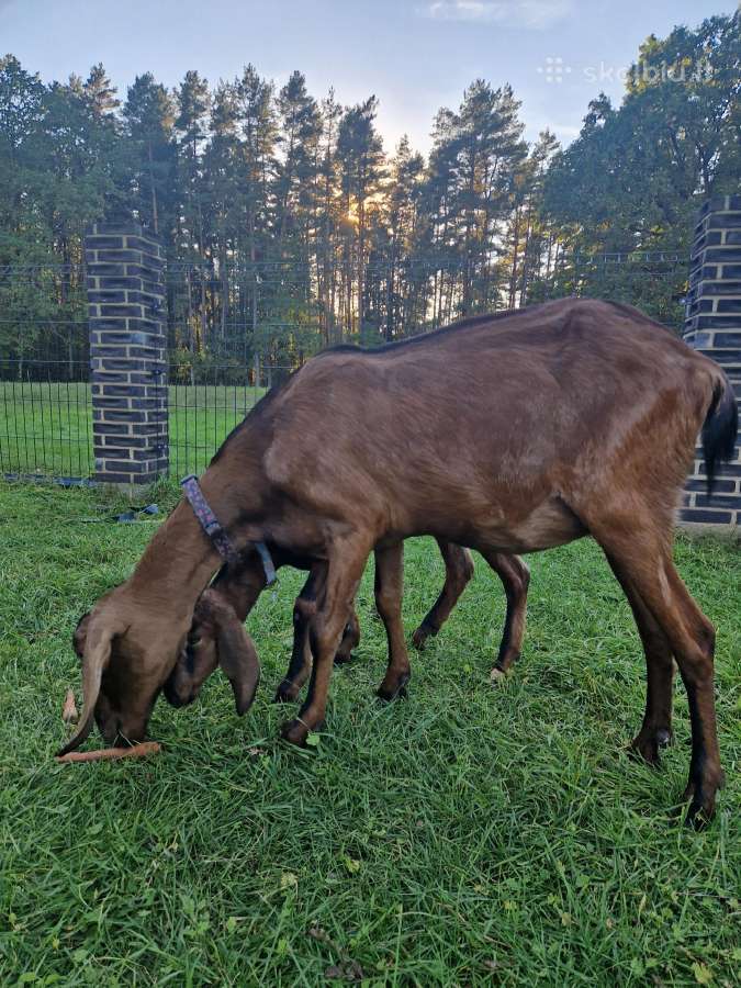 Parduodama Anglų Nubija su vaiku - nuotraukos Nr. 7