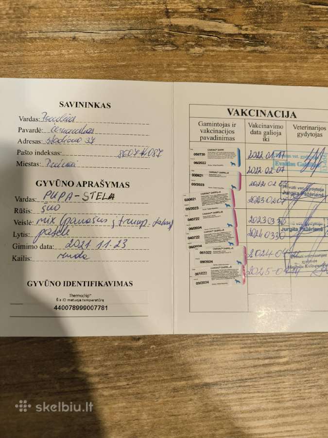Dovanojam negrynaveislę taksų kalytę - nuotraukos Nr. 2
