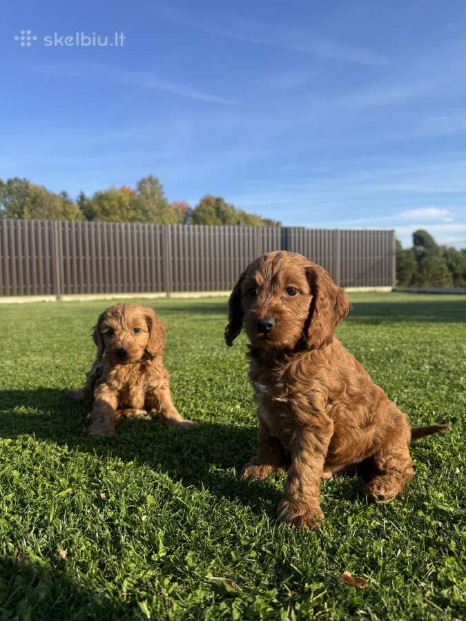 Cockapoo keturi berniukai - nuotraukos Nr. 2