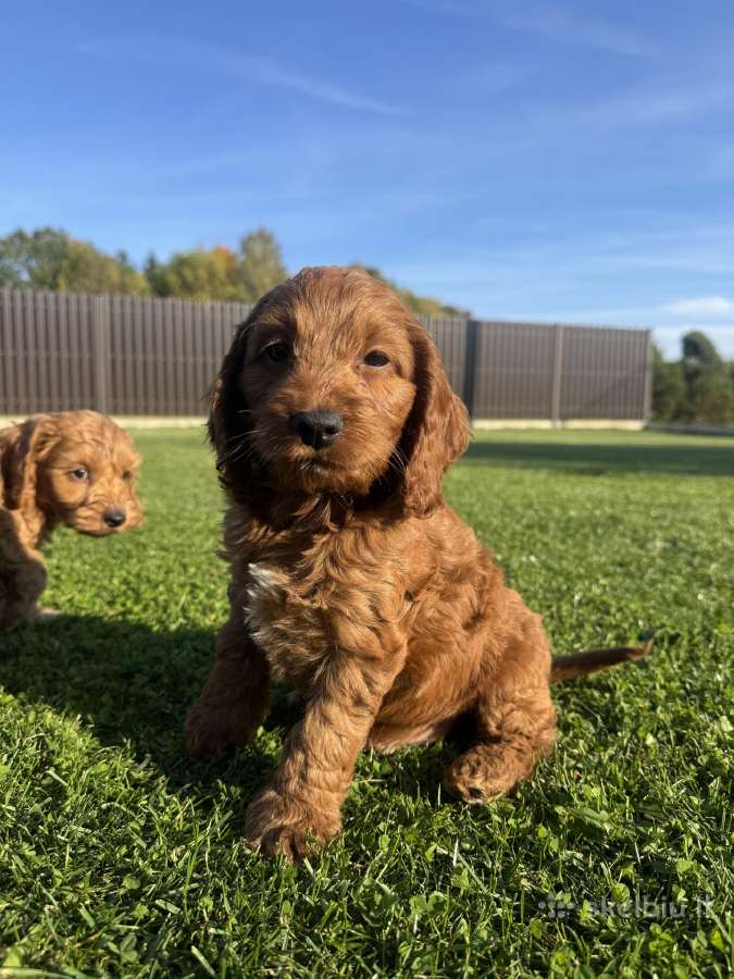 Cockapoo keturi berniukai - nuotraukos Nr. 3