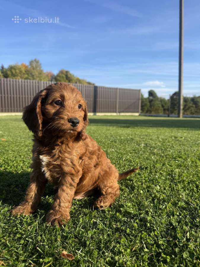 Cockapoo keturi berniukai - nuotraukos Nr. 4