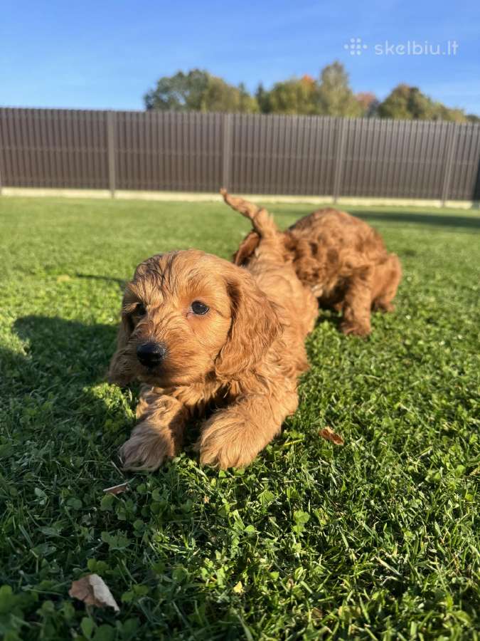 Cockapoo paskutinis berniukas - nuotraukos Nr. 3
