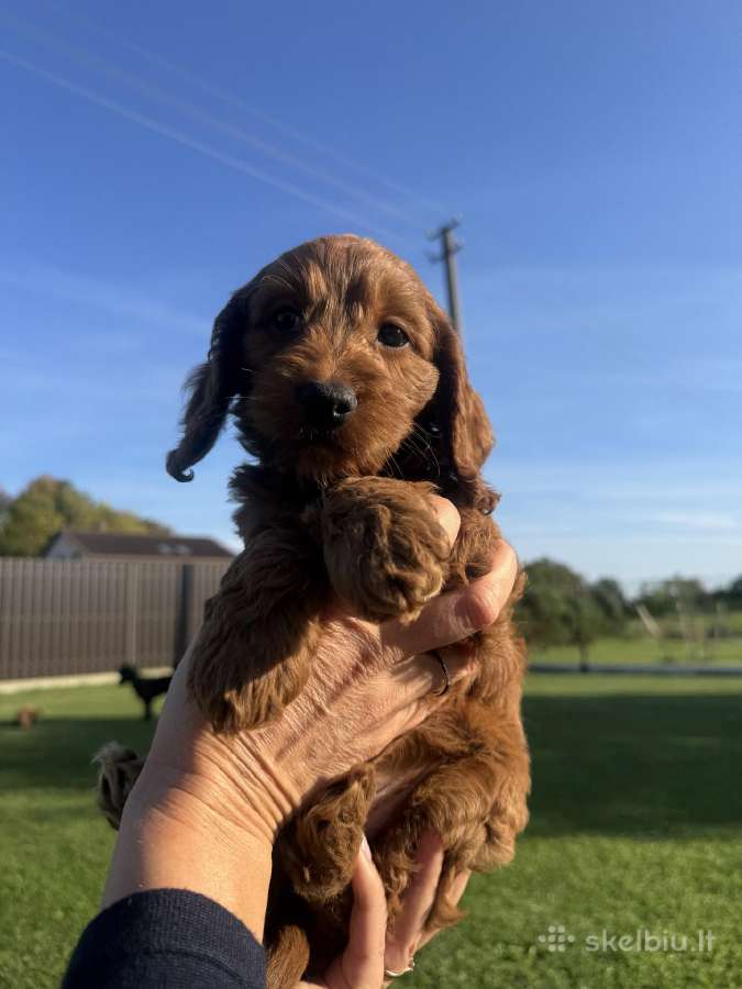 Cockapoo keturi berniukai - nuotraukos Nr. 6