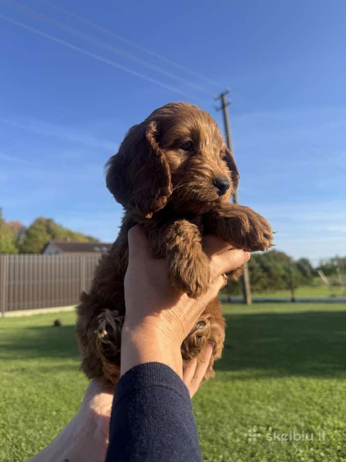 Cockapoo paskutinis berniukas - nuotraukos Nr. 4
