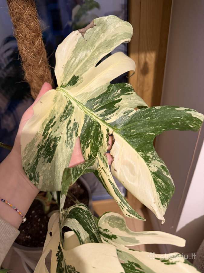 Monstera variegata - nuotraukos Nr. 2