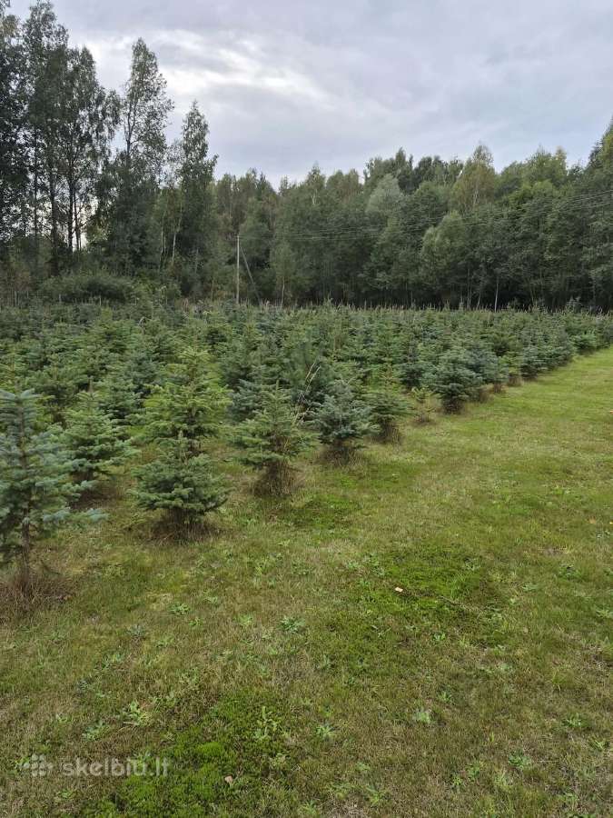 Gyvos Kalėdinės eglutės ! Didmena - nuotraukos Nr. 2