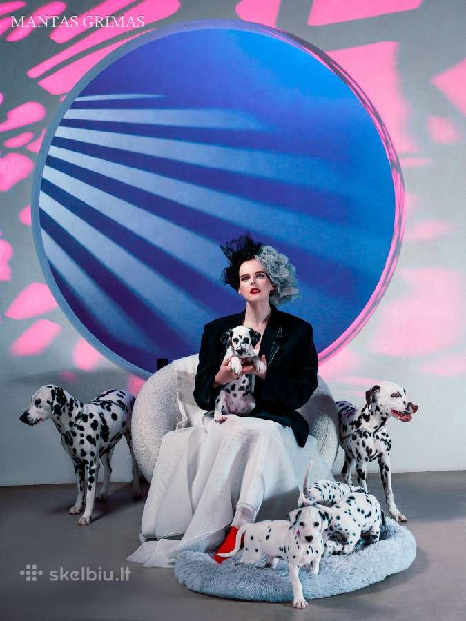 Dalmatinai - nuotraukos Nr. 2