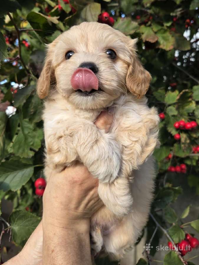 Maltipoo berniukas pasiruošęs vykti į naujus namus - nuotraukos Nr. 2