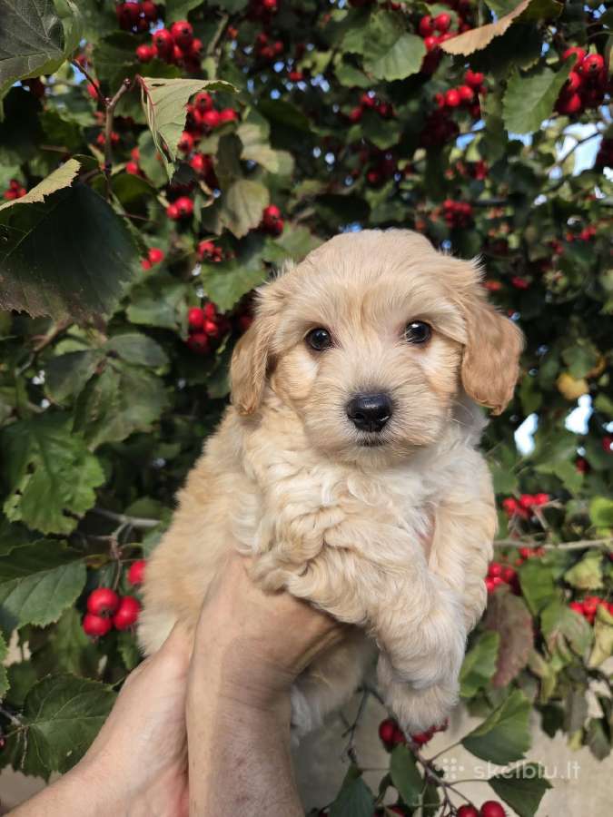 Maltipoo berniukas pasiruošęs vykti į naujus namus - nuotraukos Nr. 3