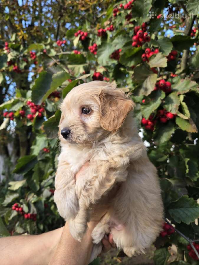 Maltipoo šuniukai pasiruošę vykti į naujus namus - nuotraukos Nr. 11