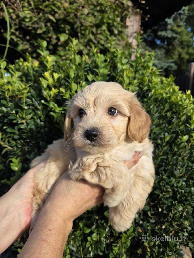 Maltipoo šuniukai pasiruošę vykti į naujus namus - nuotraukos Nr. 9