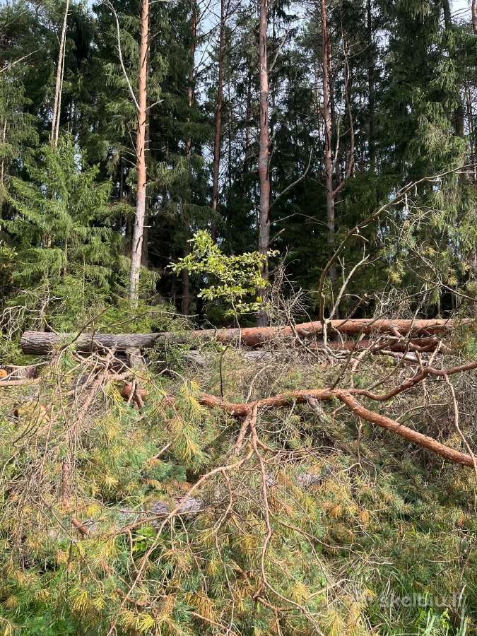Medis malkoms - nuotraukos Nr. 2