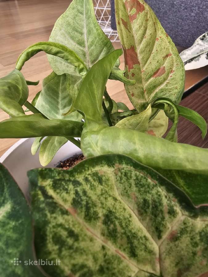 Syngonium - nuotraukos Nr. 2
