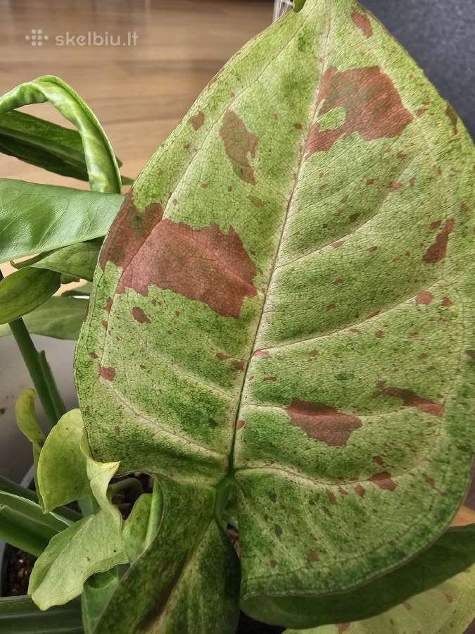 Syngonium - nuotraukos Nr. 3