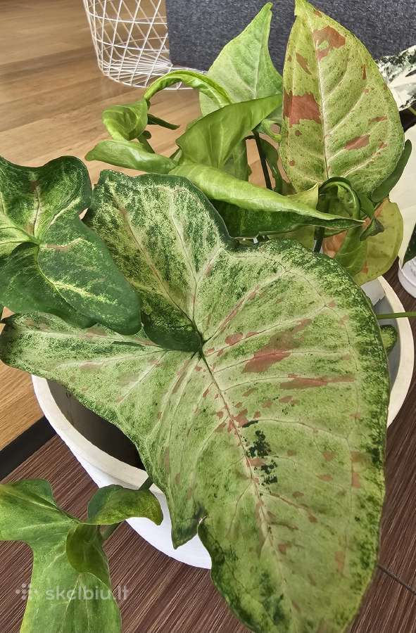 Syngonium - nuotraukos Nr. 4