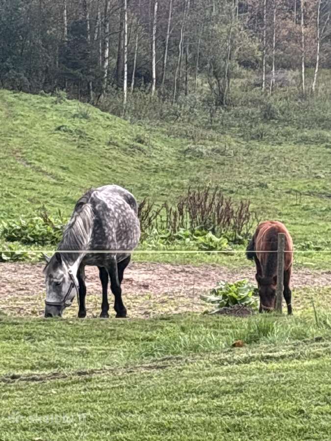 Grynaveisle zemaite su kumelyte - nuotraukos Nr. 5