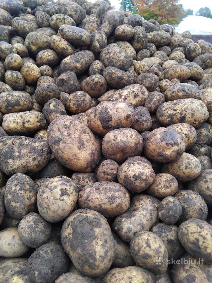 Parduodu bulves nerusiuotos 0.15€didelės0.30€ - nuotraukos Nr. 2