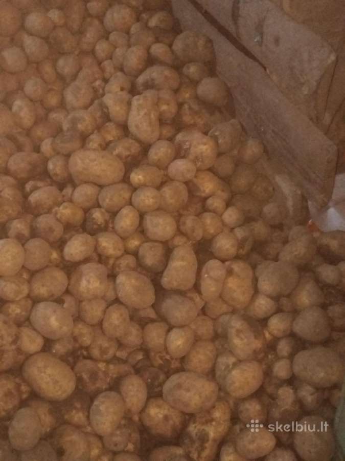 Parduodu bulves nerusiuotos 0.15€didelės0.30€ - nuotraukos Nr. 3