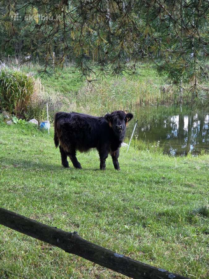 Įvairaus amžiaus Hailendų buliukai ir telyčios - nuotraukos Nr. 2