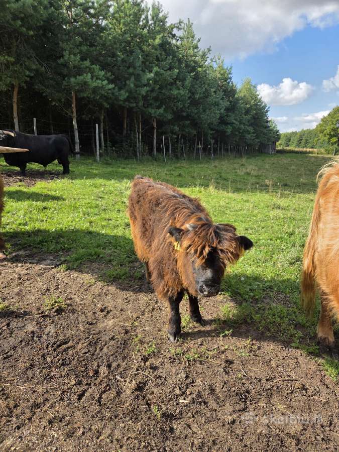 Įvairaus amžiaus Hailendų buliukai ir telyčios - nuotraukos Nr. 4