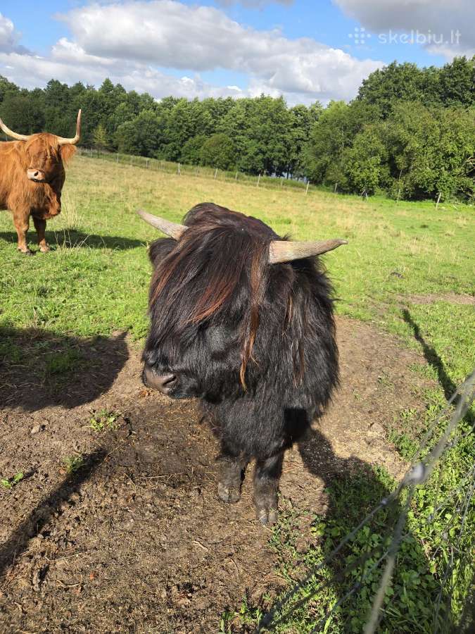 Įvairaus amžiaus Hailendų buliukai ir telyčios - nuotraukos Nr. 3