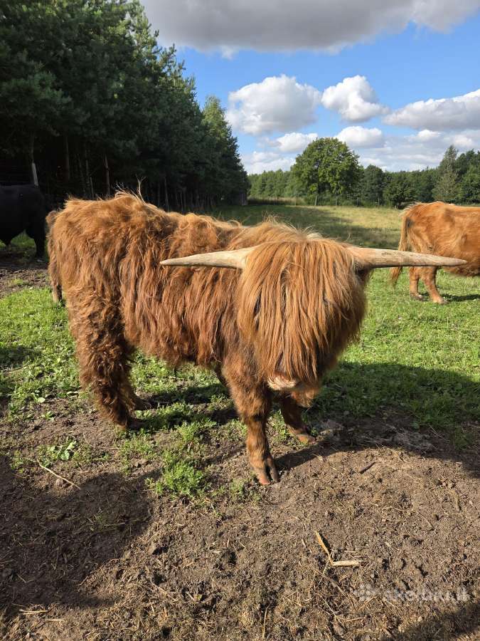 Įvairaus amžiaus Hailendų buliukai ir telyčios - nuotraukos Nr. 6