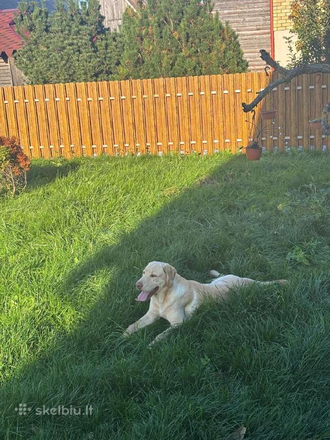 Amerikiečių labradoras - nuotraukos Nr. 2