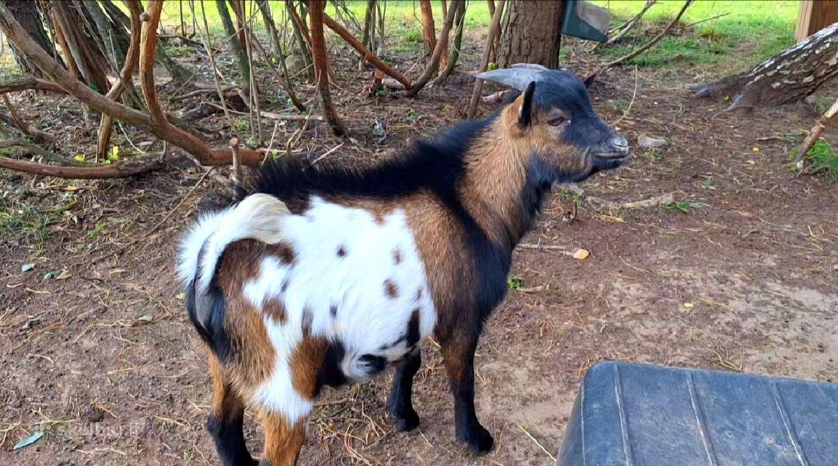 Mini olandų ožkyčių šeimyna - nuotraukos Nr. 3