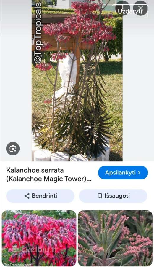Kalankė serrata - nuotraukos Nr. 5