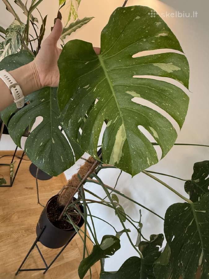 Augalas Monstera Thai Constellation Variegata - nuotraukos Nr. 2