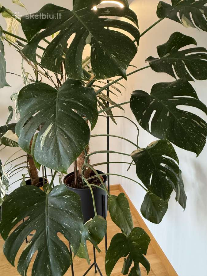 Augalas Monstera Thai Constellation Variegata - nuotraukos Nr. 3