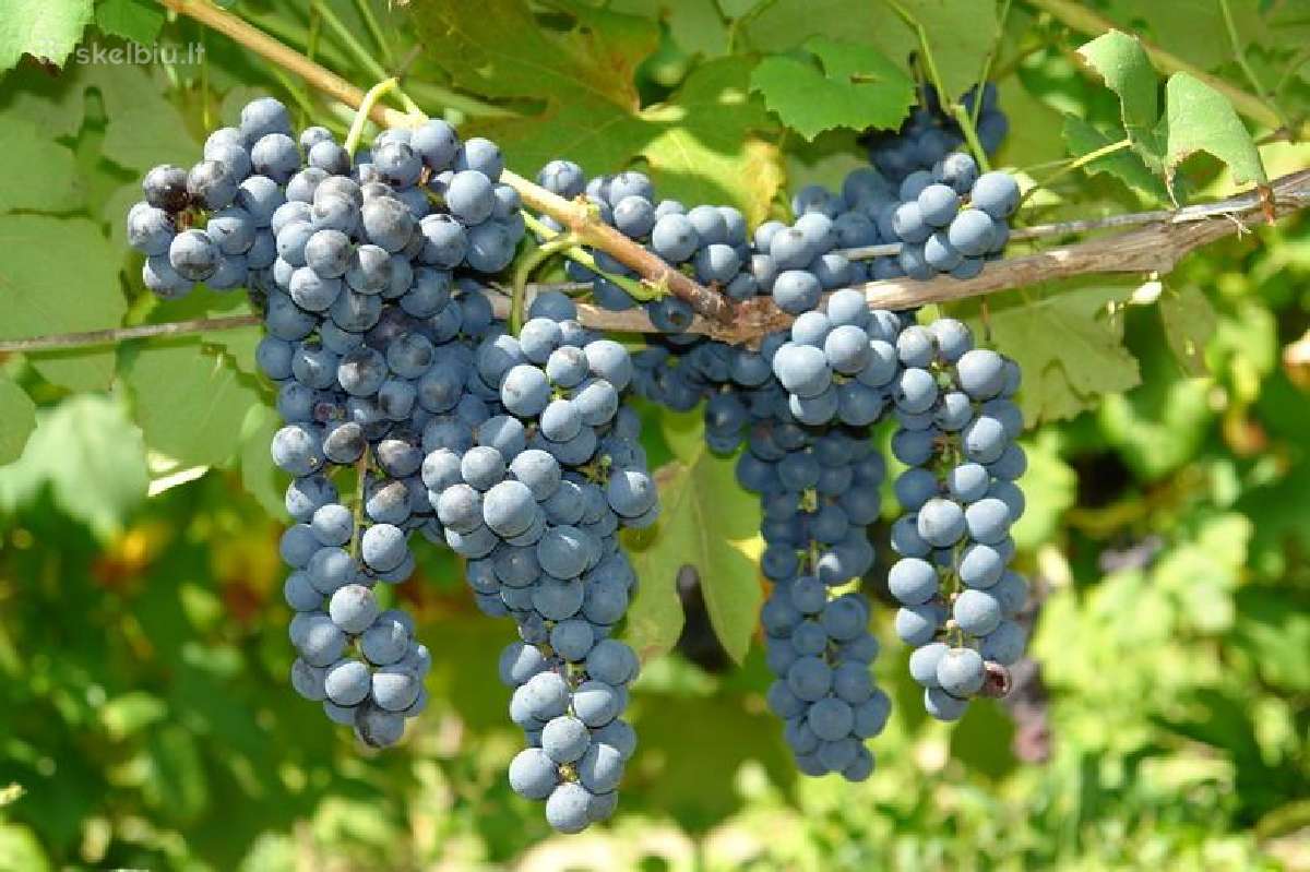 Vynuogių sodinukai – atsparūs šalčiui - nuotraukos Nr. 6