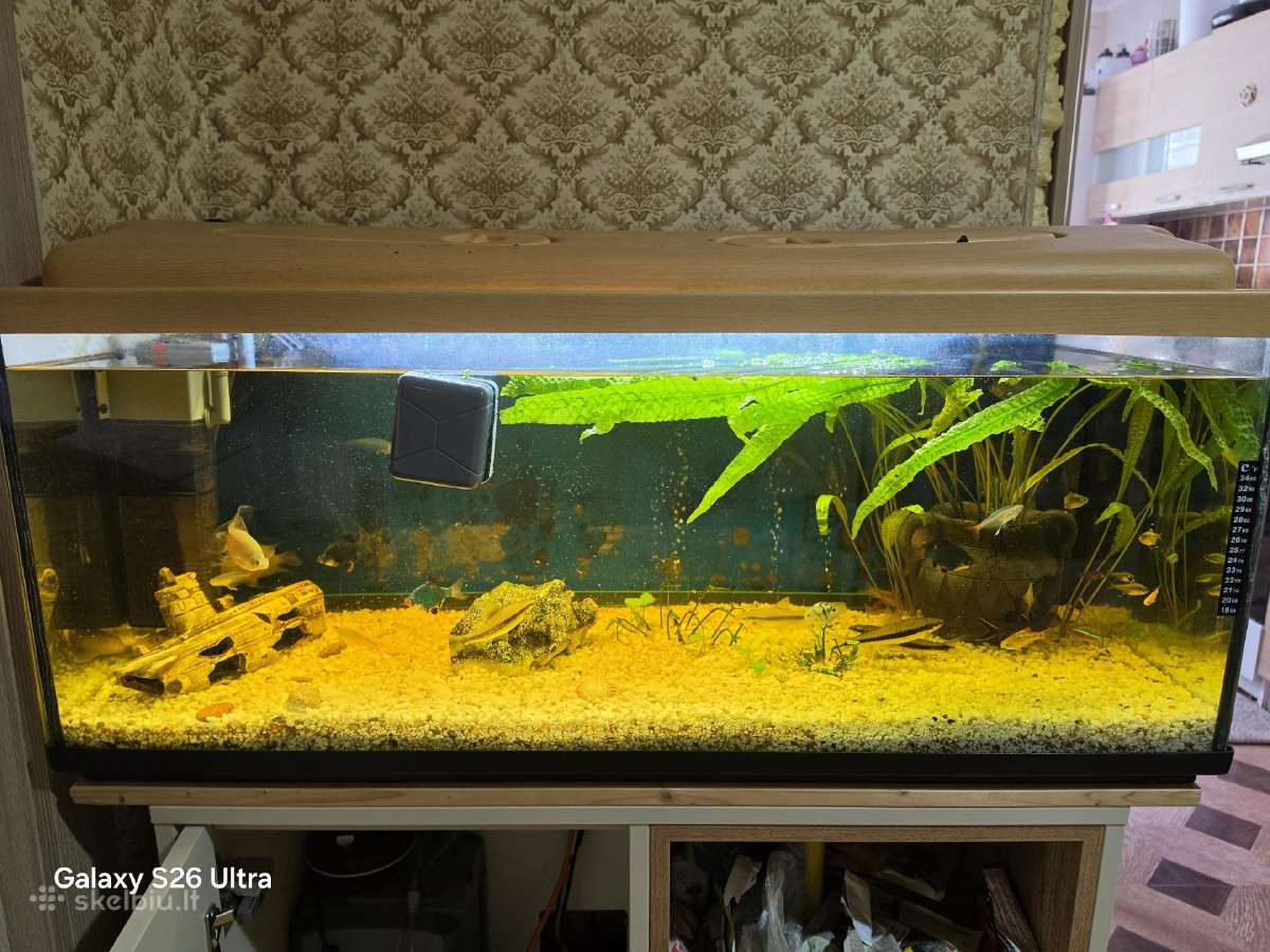 Akvariunas - nuotraukos Nr. 2