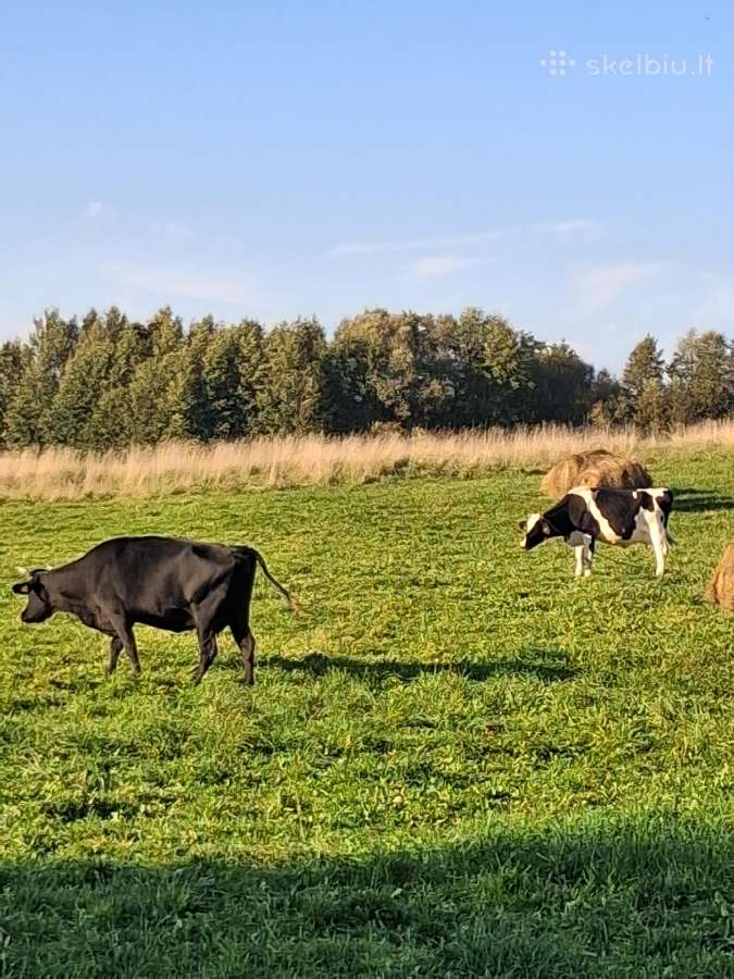 Parduodamos karvės - nuotraukos Nr. 2
