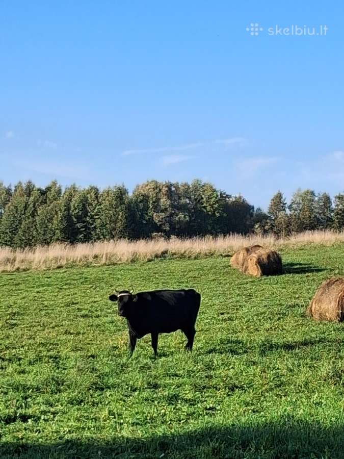 Parduodamos karvės - nuotraukos Nr. 3