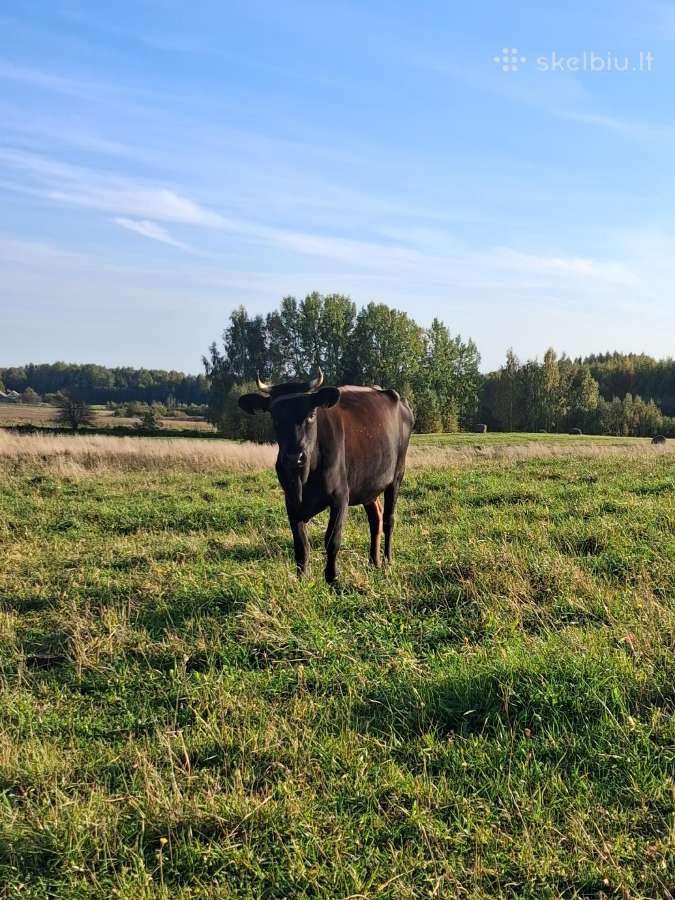Parduodamos karvės - nuotraukos Nr. 5
