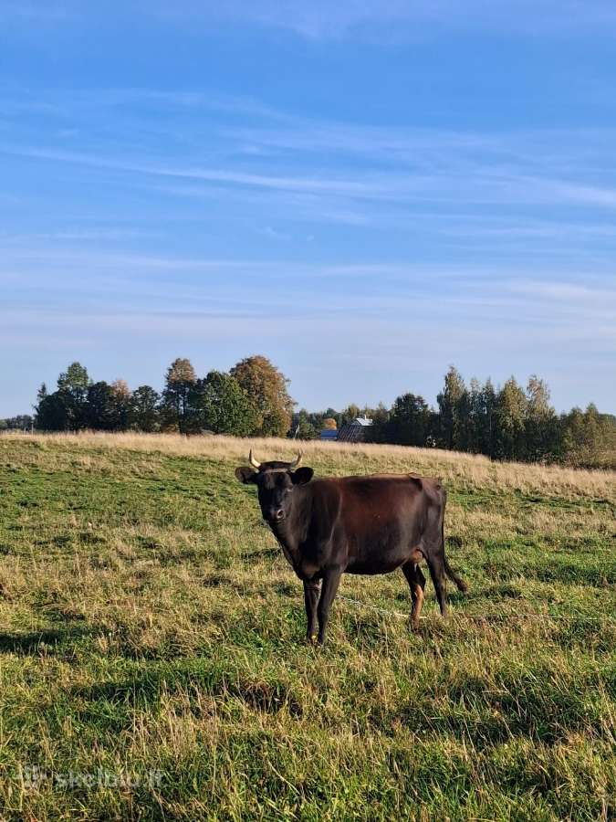 Parduodamos karvės - nuotraukos Nr. 6