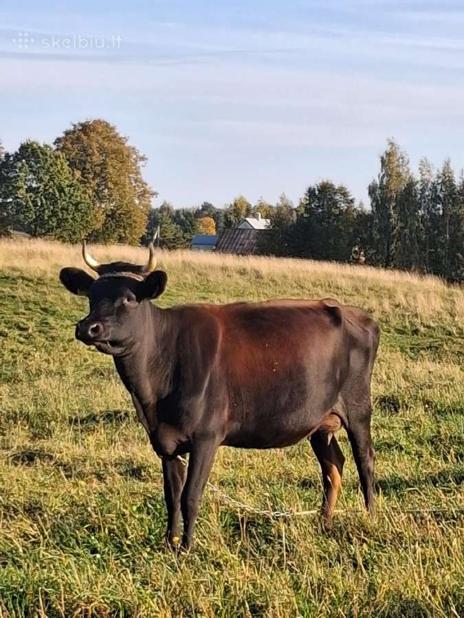 Parduodamos karvės - nuotraukos Nr. 7