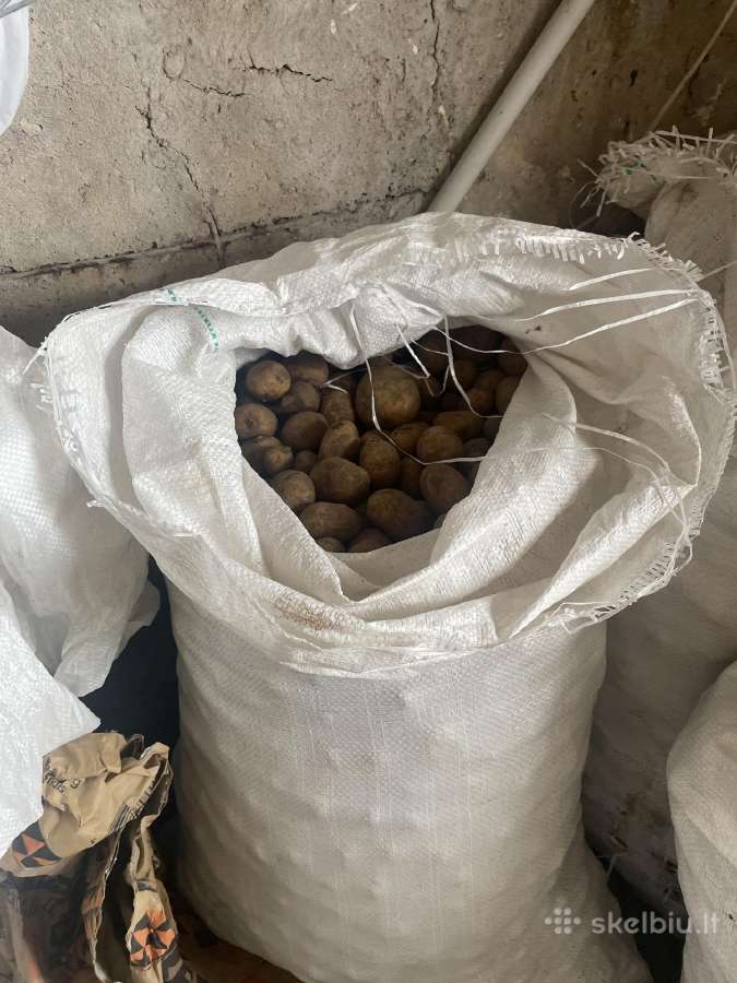 Smulkioji bulvė - nuotraukos Nr. 2