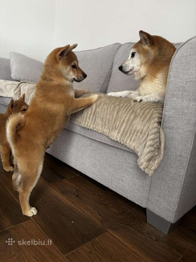 Shiba - nuotraukos Nr. 3