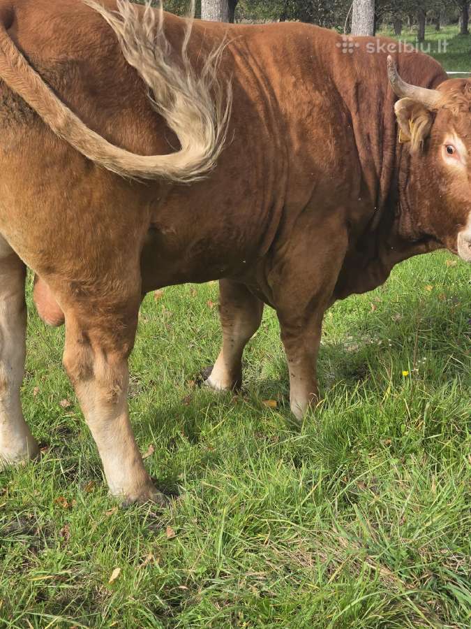 Bulius reproduktorius - nuotraukos Nr. 5