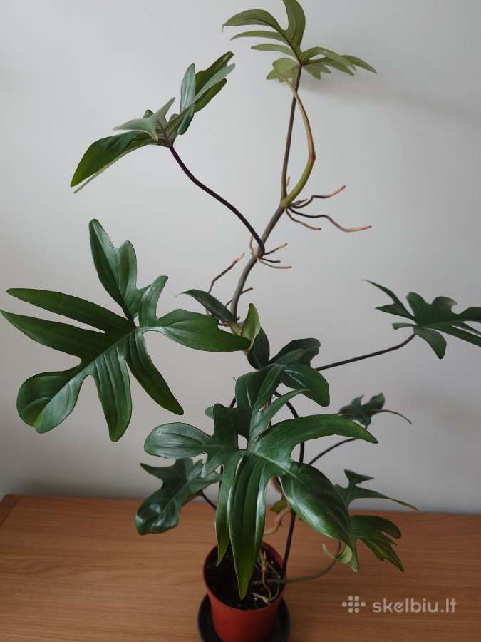 Philodendron pedatum - nuotraukos Nr. 2