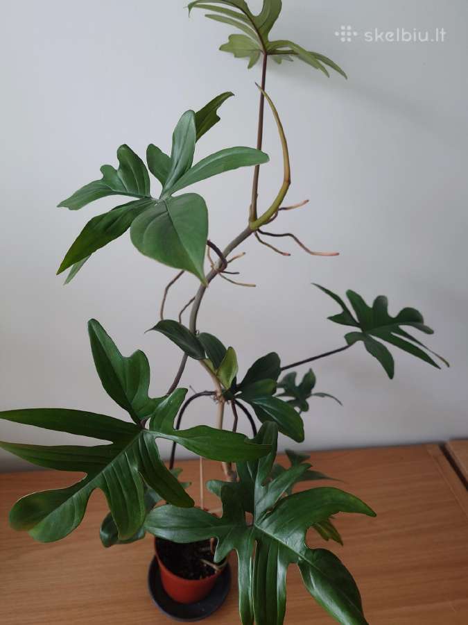 Philodendron pedatum - nuotraukos Nr. 3