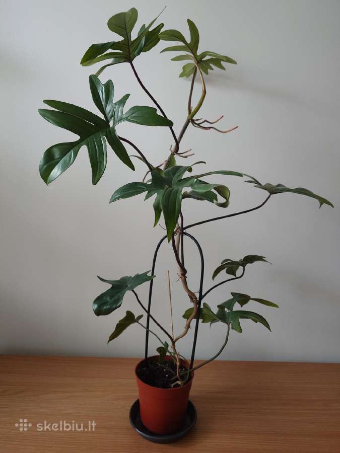 Philodendron pedatum - nuotraukos Nr. 4