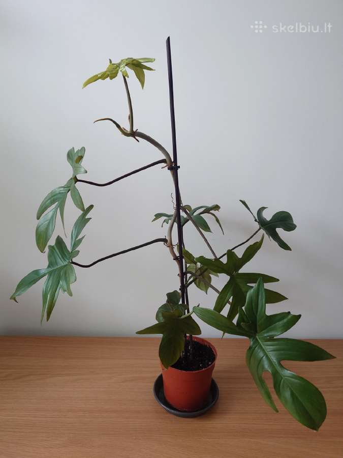 Philodendron pedatum - nuotraukos Nr. 5