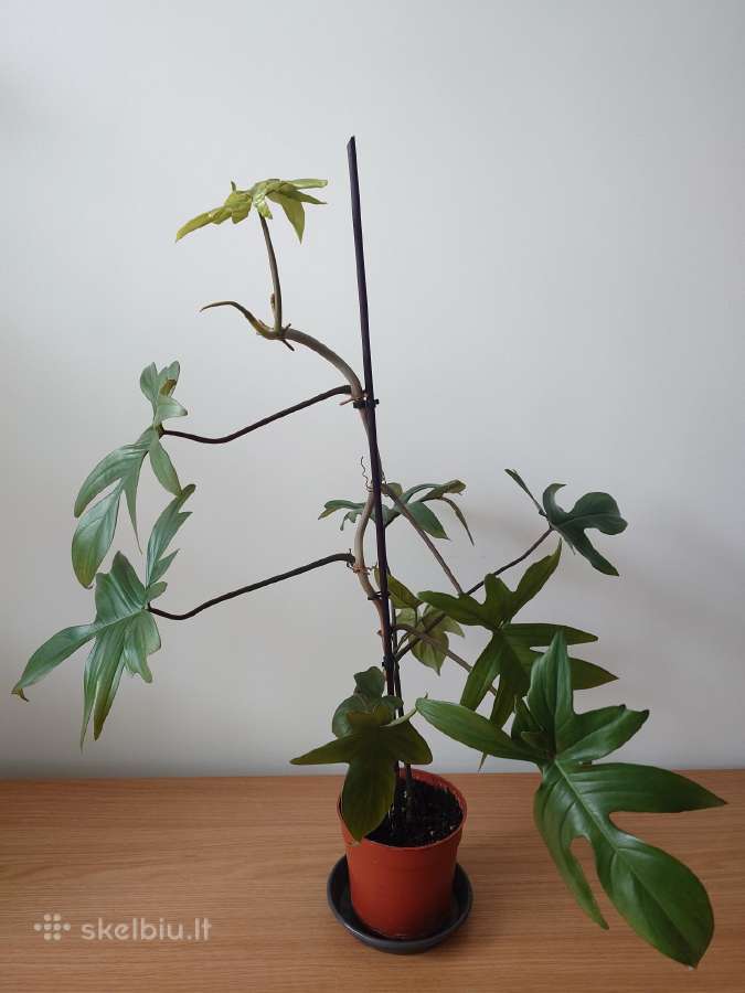 Philodendron pedatum - nuotraukos Nr. 6